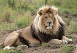 Kruger National Park