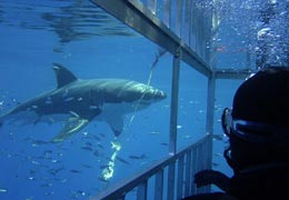Shark Cage Diving