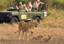Mala Mala Game Reserve